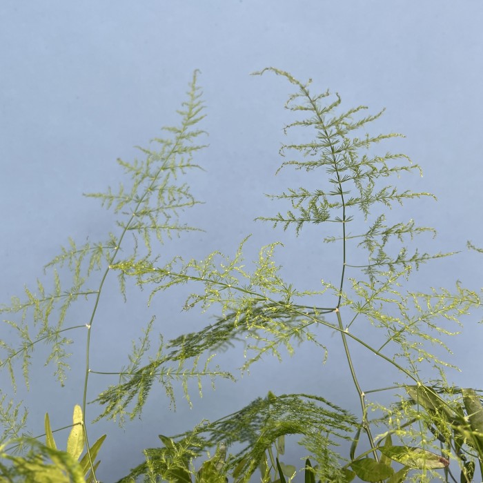 Настольная композиция Лес