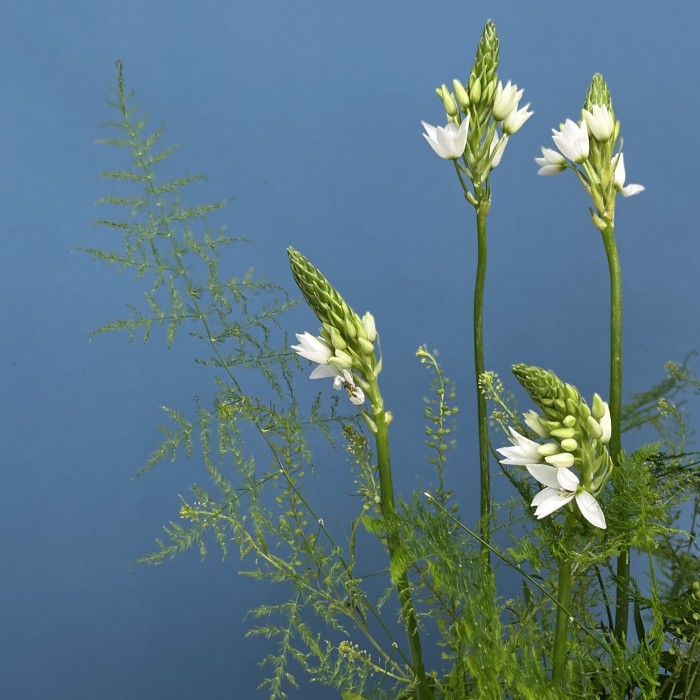 Настольная композиция Сказочный лес