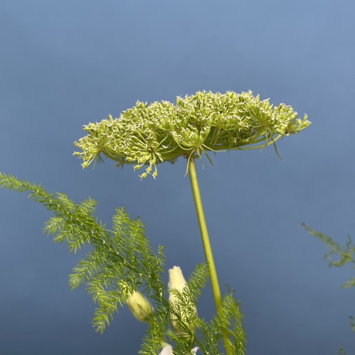 Настольная композиция Роса