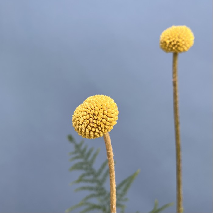 Настольные композиции из пяти ваз "Где-то в Тайге"