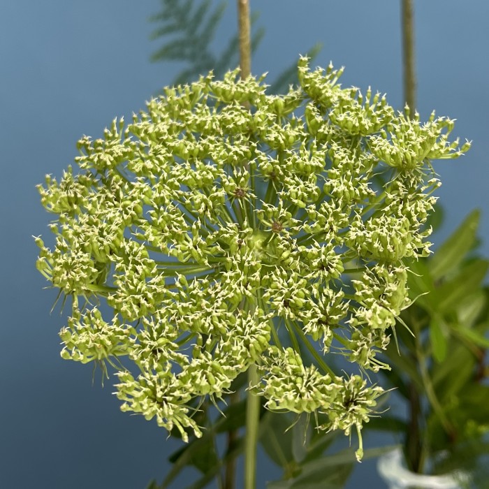 Настольные композиции из пяти ваз "Где-то в Тайге"