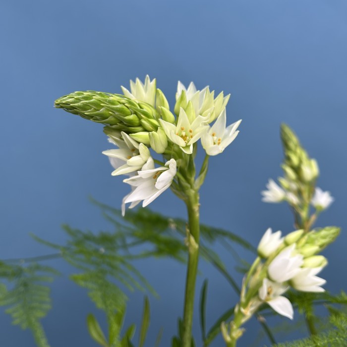 Настольные композиции из пяти ваз Лесная полянка