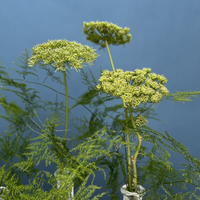 Настольные композиции из пяти ваз Забытый сад