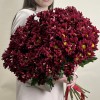 15 бордовых кустовых хризантем Бакарди