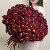 25 бордовых кустовых хризантем Бакарди
