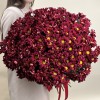 25 бордовых кустовых хризантем Бакарди