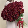 25 бордовых кустовых хризантем Бакарди