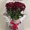 5 бордовых кустовых хризантем Бакарди
