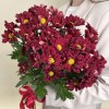 5 бордовых кустовых хризантем Бакарди