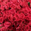 101 кустовая Роза Белла Линда Цериз 60 см