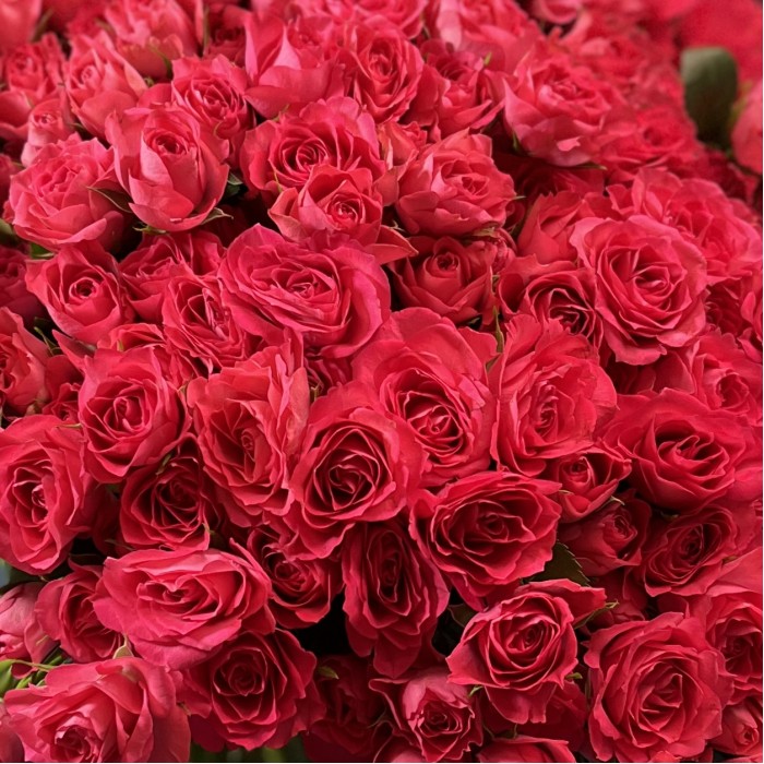 101 кустовая Роза Белла Линда Цериз 60 см