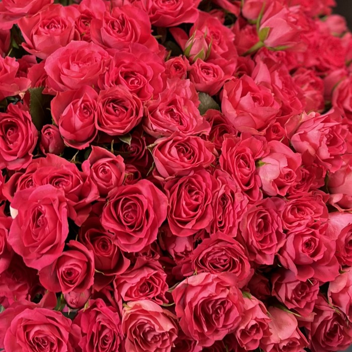 51 кустовая Роза Белла Линда Цериз 60 см