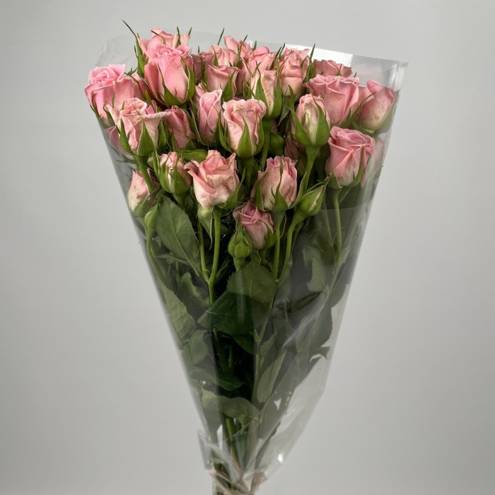 Роза 40 см кустовая розовая Одилия