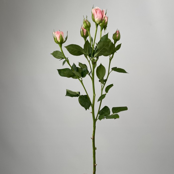 Роза 40 см кустовая розовая Одилия