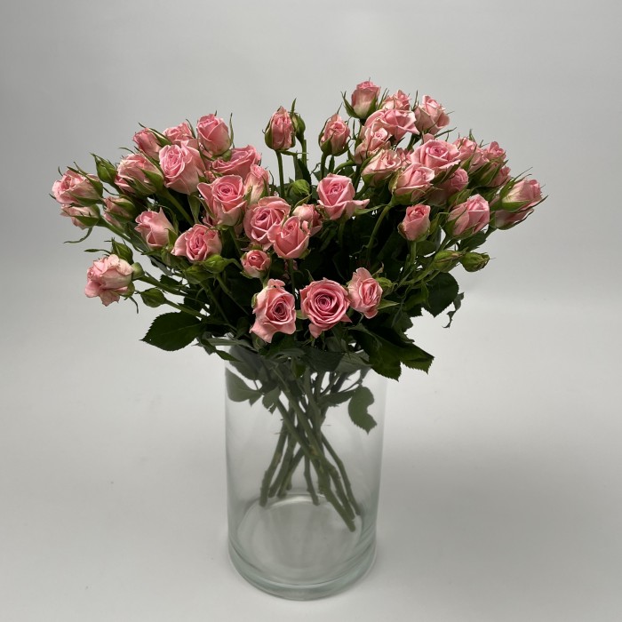 Роза 40 см кустовая розовая Одилия