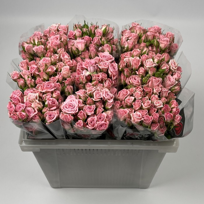 Роза 40 см кустовая розовая Одилия
