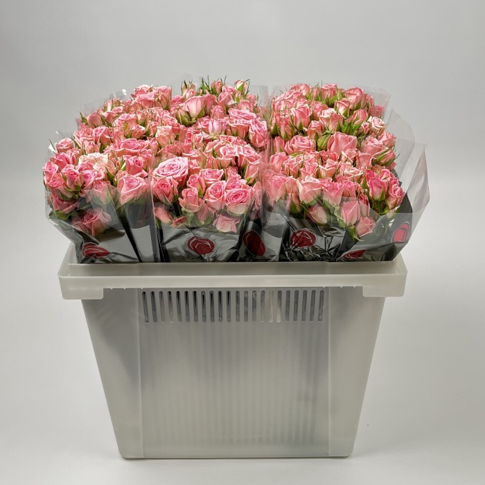 Роза 40 см кустовая розовая Одилия