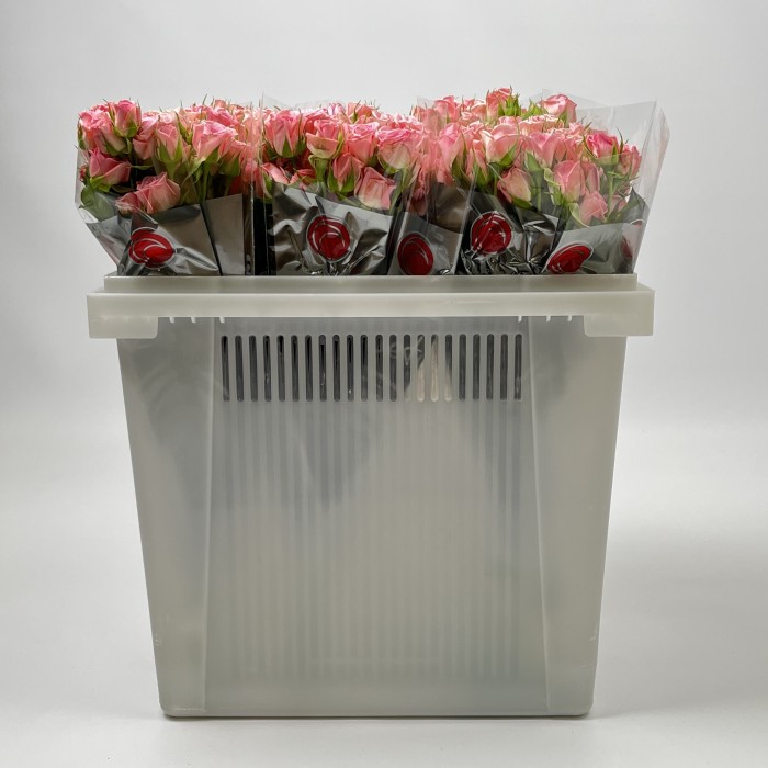 Роза 40 см кустовая розовая Одилия