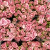 Роза 40 см кустовая розовая Одилия