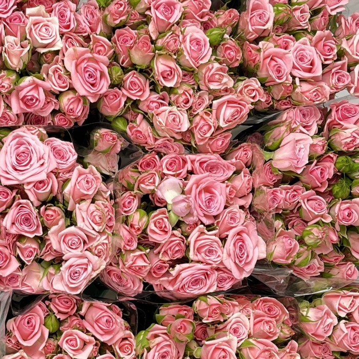 Роза 40 см кустовая розовая Одилия