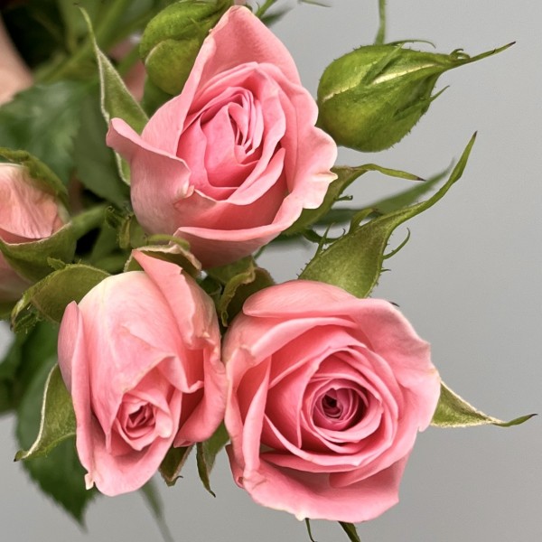 Роза 40 см кустовая розовая Одилия