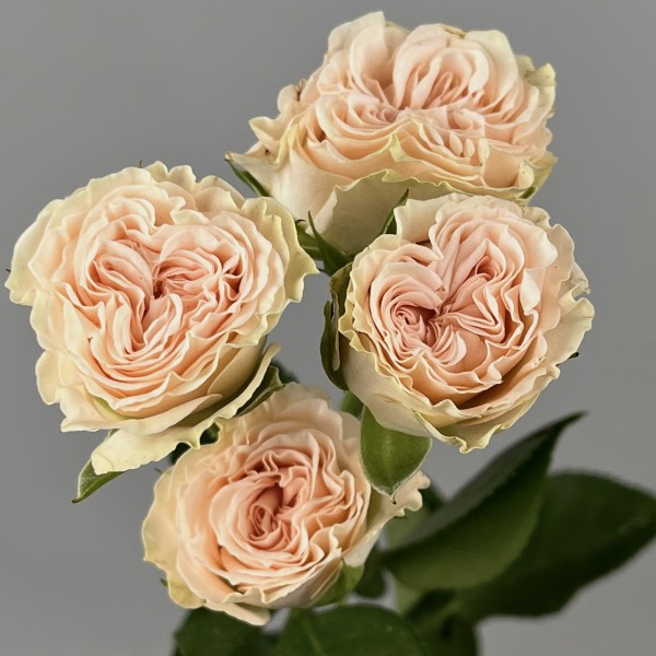 Роза 40 см кустовая кремовая Рослин