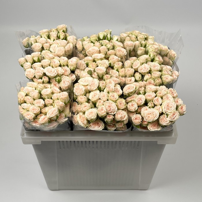 Роза 40 см кустовая кремовая Рослин