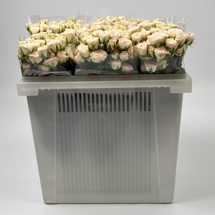 Роза 40 см кустовая кремовая Рослин