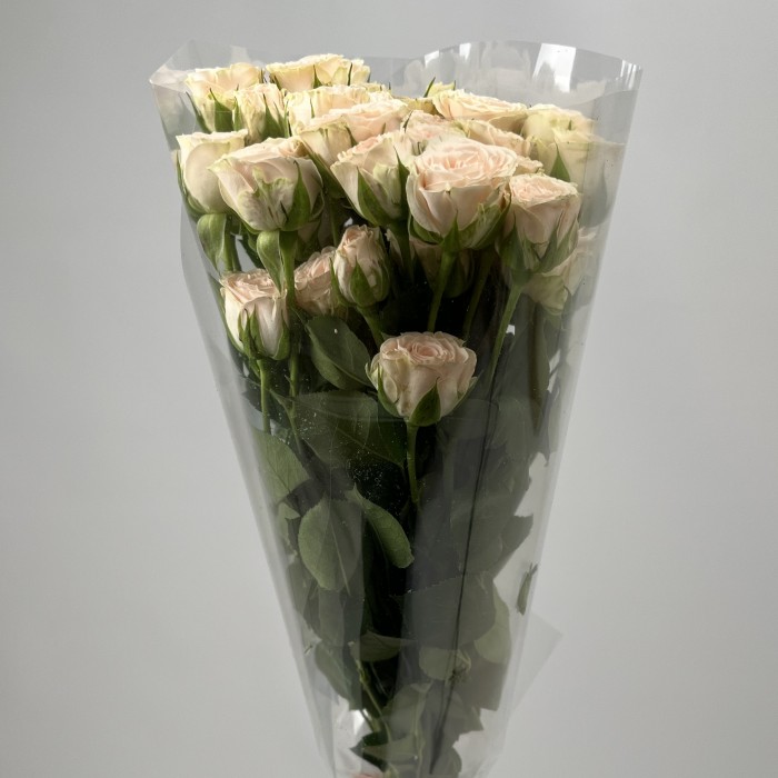 Роза 40 см кустовая кремовая Рослин