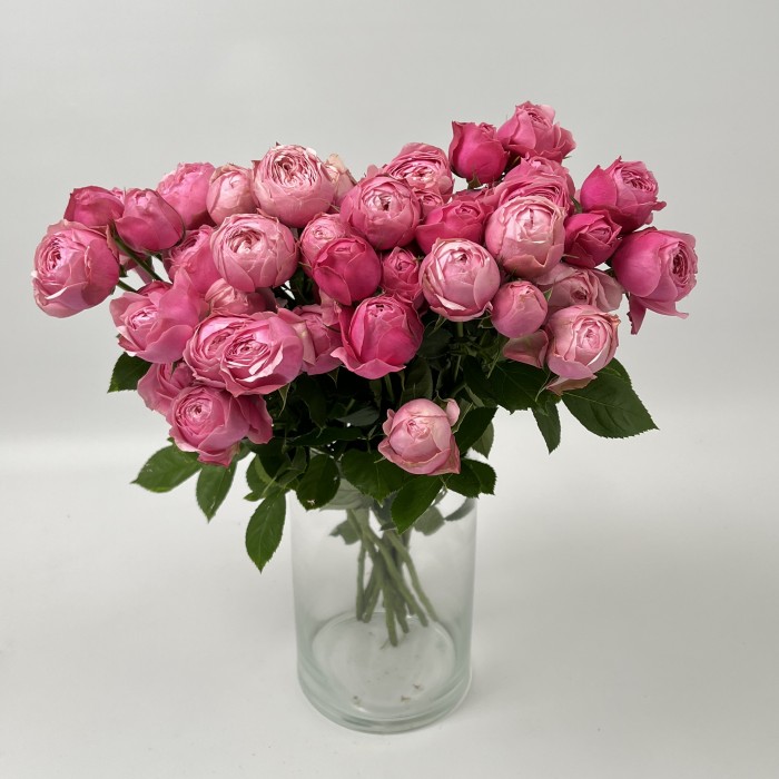 Роза 50 см кустовая пионовидная Розовая Сильва Пинк