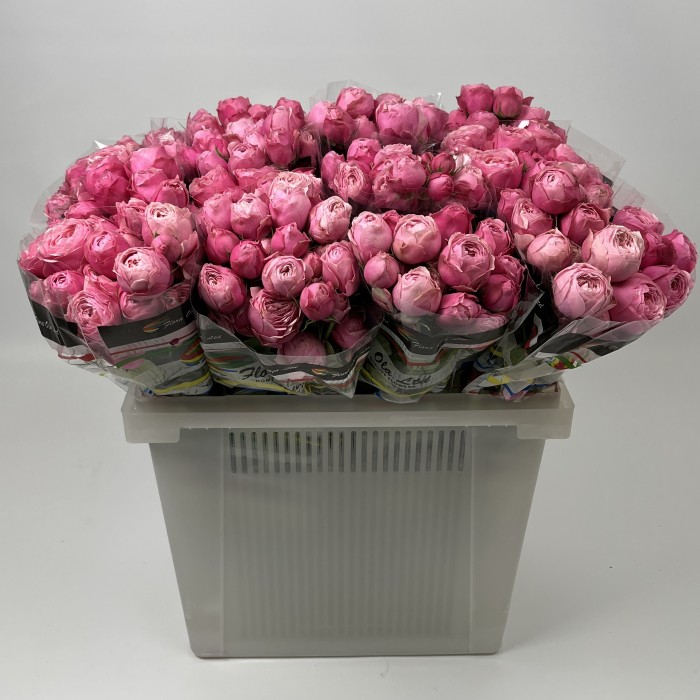 Роза 50 см кустовая пионовидная Розовая Сильва Пинк