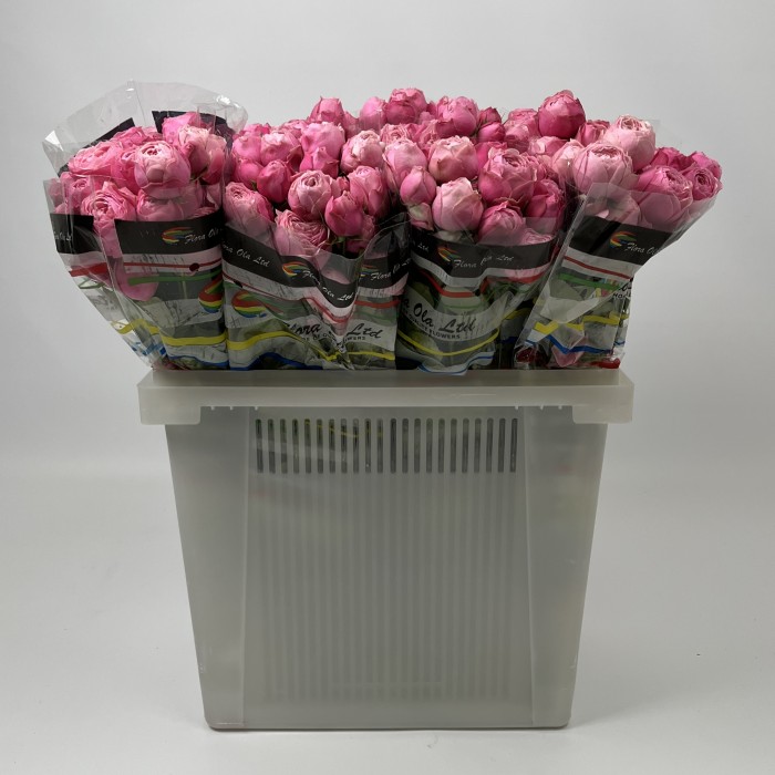 Роза 50 см кустовая пионовидная Розовая Сильва Пинк