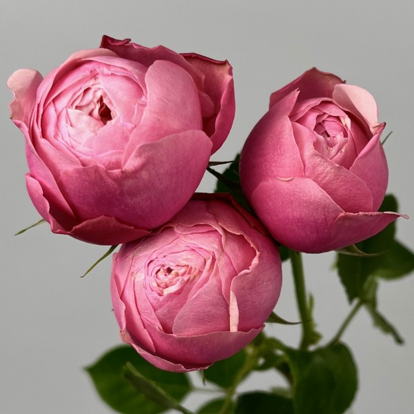 Роза 50 см кустовая пионовидная Розовая Сильва Пинк