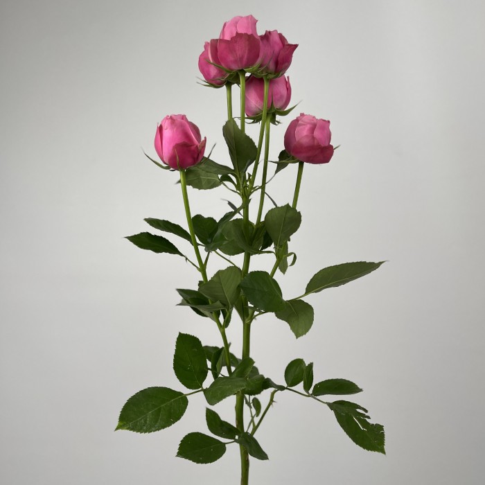 Роза 50 см кустовая пионовидная Розовая Сильва Пинк