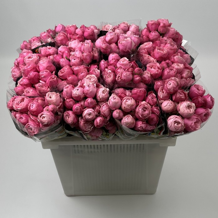 Роза 50 см кустовая пионовидная Розовая Сильва Пинк