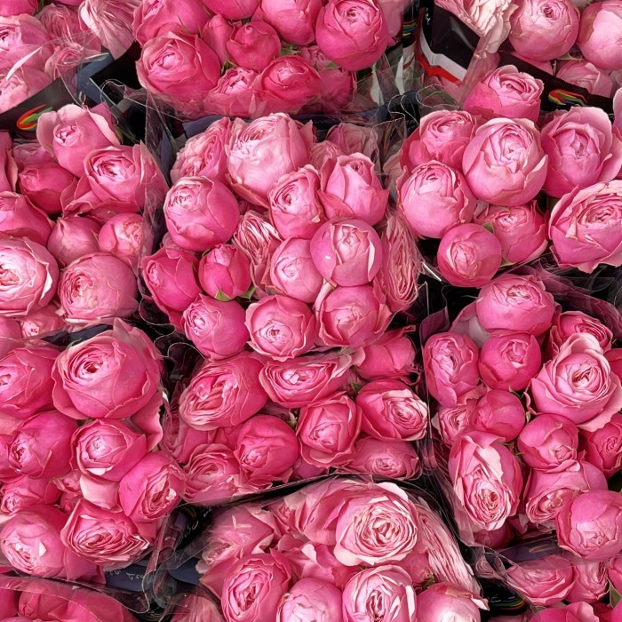 Роза 50 см кустовая пионовидная Розовая Сильва Пинк