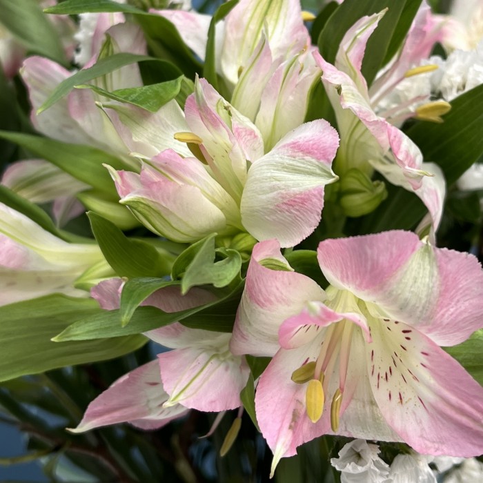 Интерьерный бело-розовый букет в вазе