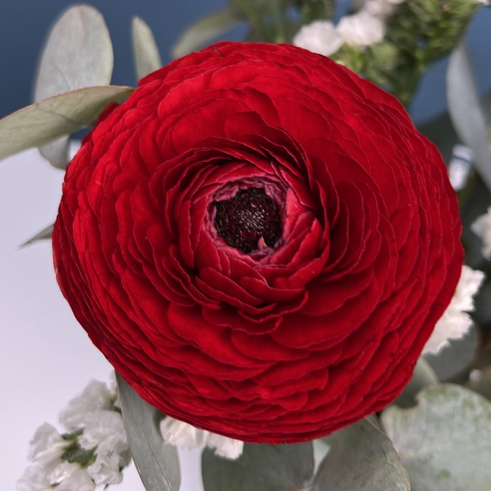 Интерьерный букет с красными Ранункулюсами в вазе