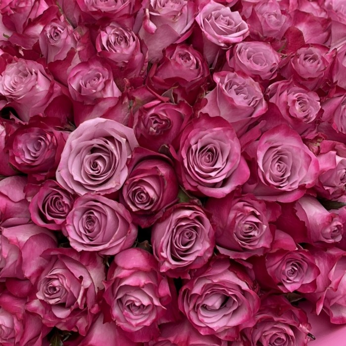 101 необыкновенная Роза Дип Перпал 40 см