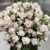 11 нежных кустовых пионовидных роз Энджел Бомбастик 70 см