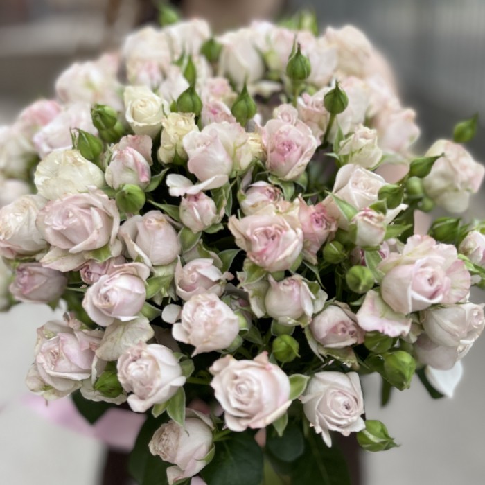 11 нежных кустовых пионовидных роз Энджел Бомбастик 70 см