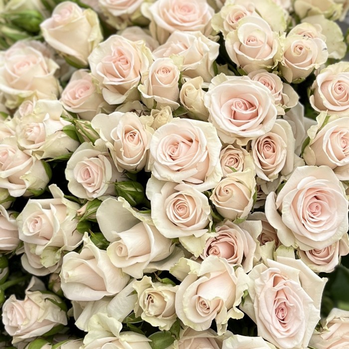 25 ароматных кустовых роз Роял Порцелина 60 см