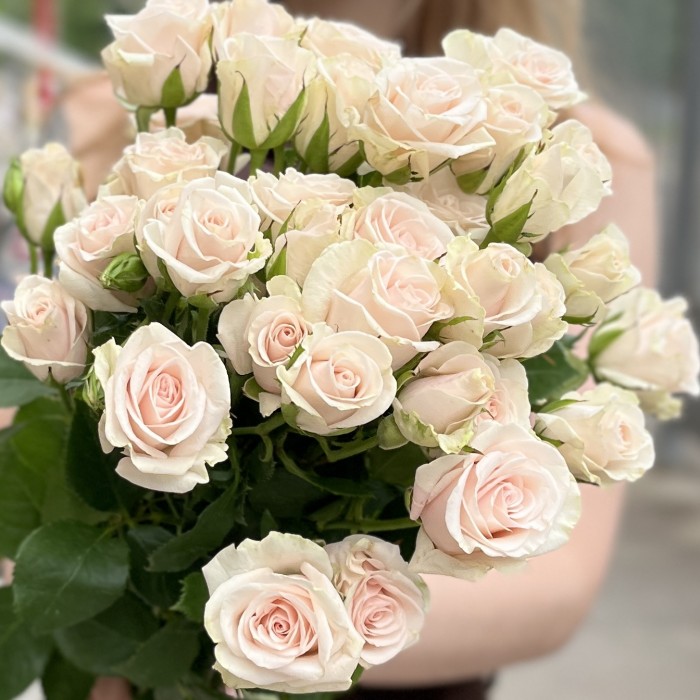 5 кустовых роз Роял Порцелина 70 см