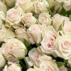 9 кустовых светло-розовых роз Роял Порцелина 70 см