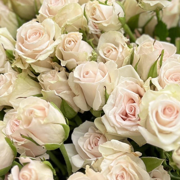 9 ароматных кустовых роз Роял Порцелина 60 см