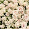 Кустовая Роза Роял Порцелина 70 см