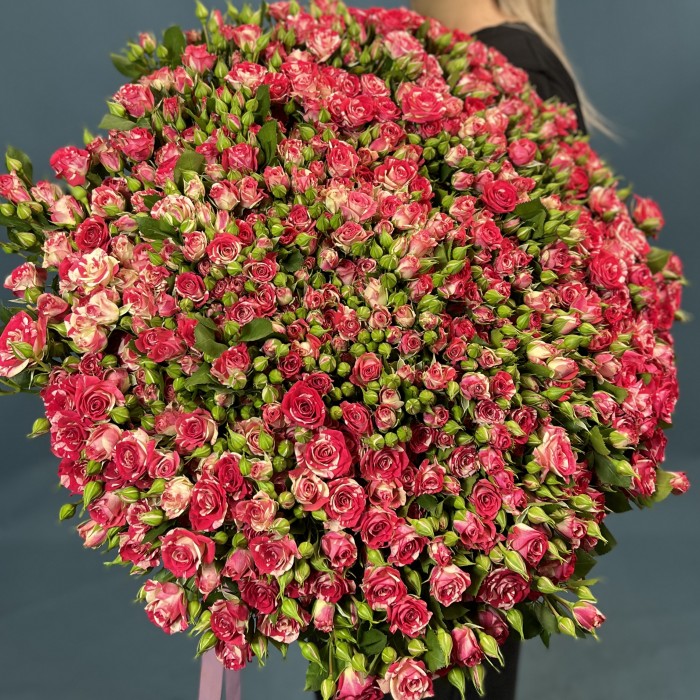 101 кустовая бело-малиновая роза Файрворкс 70 см