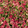 101 кустовая бело-малиновая роза Файрворкс 60 см