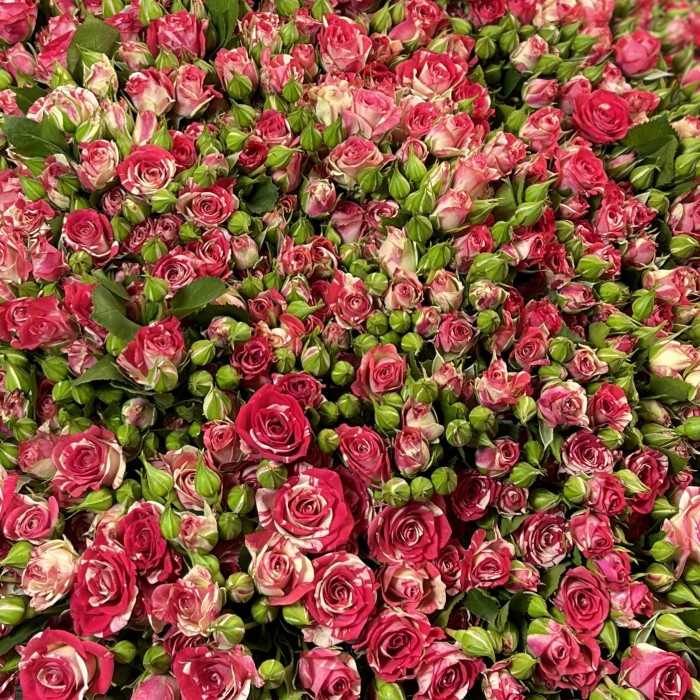 101 кустовая бело-малиновая роза Файрворкс 70 см