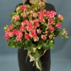 11 кустовых бело-малиновых роз Файрворкс 60 см